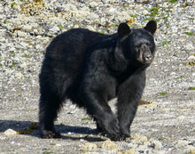 Load image into Gallery viewer, Bear Necklace & Earring Sets