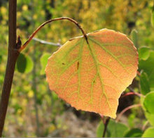 Load image into Gallery viewer, Copper Aspen Leaf Necklace - Grand Tetons