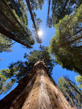 Load image into Gallery viewer, Moss Agate Statement Pendant - Sequoia