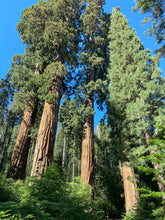 Load image into Gallery viewer, Tree of Life Wrap Bracelet - Sequoia