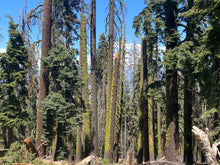 Load image into Gallery viewer, Moss Agate Statement Pendant - Sequoia