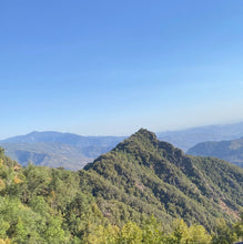 Load image into Gallery viewer, Tree of Life Wrap Bracelet - Sequoia