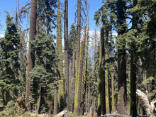 Load image into Gallery viewer, Tree of Life Moss Agate Earrings - Sequoia