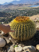 Load image into Gallery viewer, Blue Amazonite Cactus Bracelet - Lake Isabella