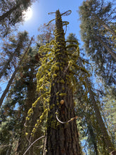 Load image into Gallery viewer, Tree of Life Moss Agate Earrings - Sequoia