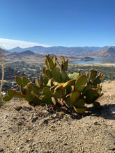 Load image into Gallery viewer, Blue Amazonite Cactus Bracelet - Lake Isabella
