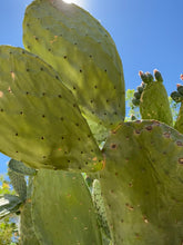 Load image into Gallery viewer, Blue Amazonite Cactus Bracelet - Lake Isabella
